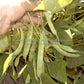 Developing 'Tobacco Patch' bean pods.