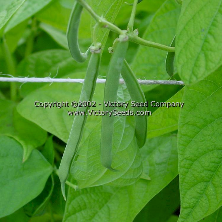 'Topcrop' bush green beans.