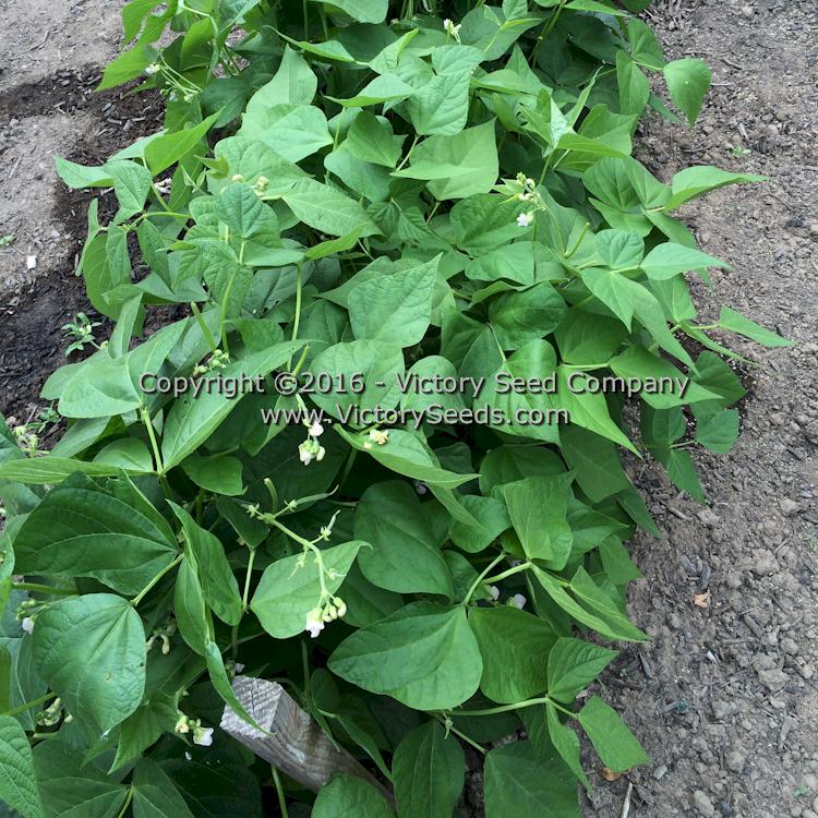 Topcrop Top Crop Bush Green Bean Victory Seeds Victory Seed Company   Bean Bush Topcrop Plants 