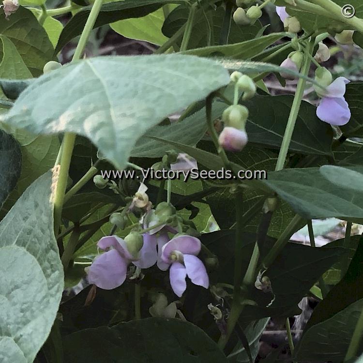 Close-up of 'Whipple' bean flowers from the previous photo by Sue Olson of Oregon.
