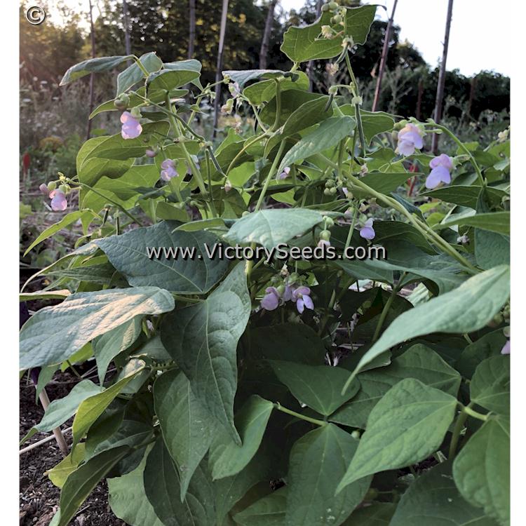 'Whipple' dry bush bean plants. Image sent in by Sue Olson of Oregon.