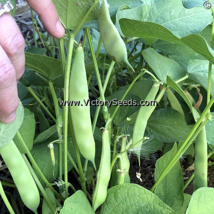'Whipple' bean pods at the green shell stage. Image sent in by Sue Olson of Oregon.