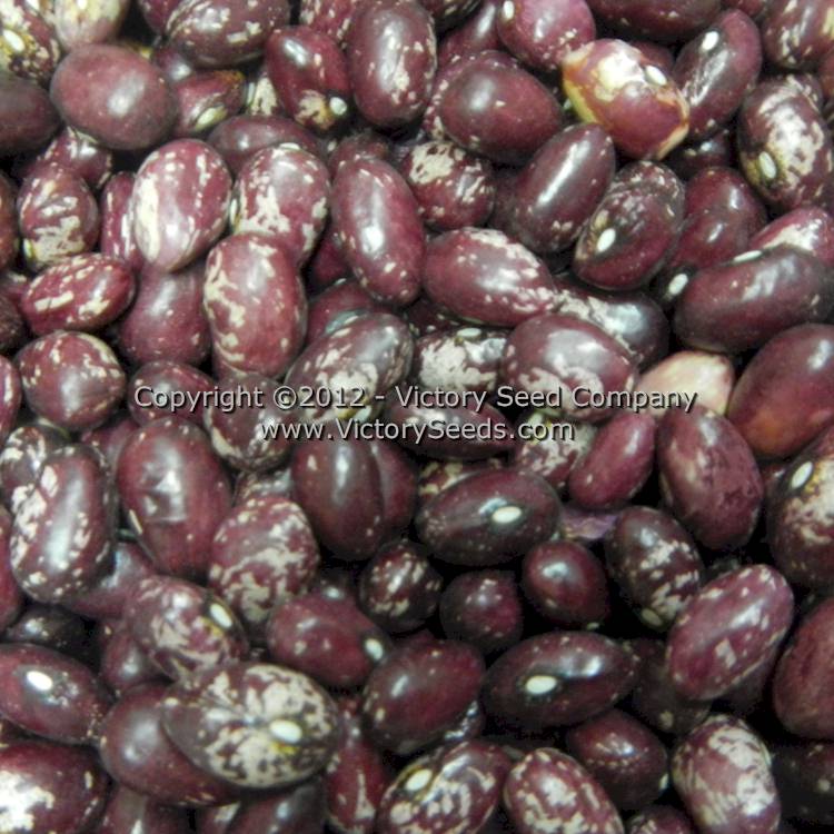 'Whipple' dry bush bean seeds.