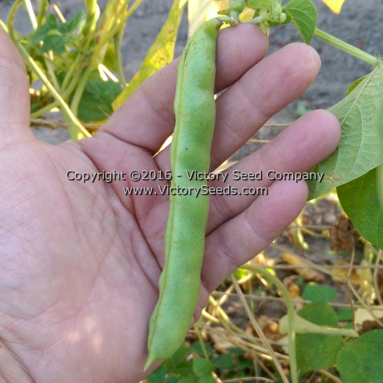 A filled out, mature 'Spartan' or 'Striped Half Runner' snap bean pod.