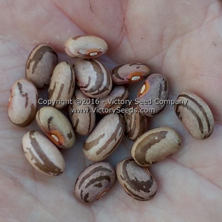 'Spartan' or 'Striped Half Runner' snap bean seeds shelled while in the field before final drying.