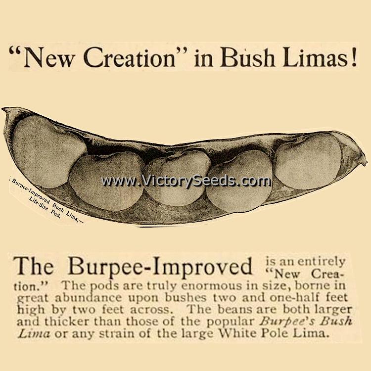 'Burpee's Improved' bush lima bean listing composite from their 1907 seed annual.