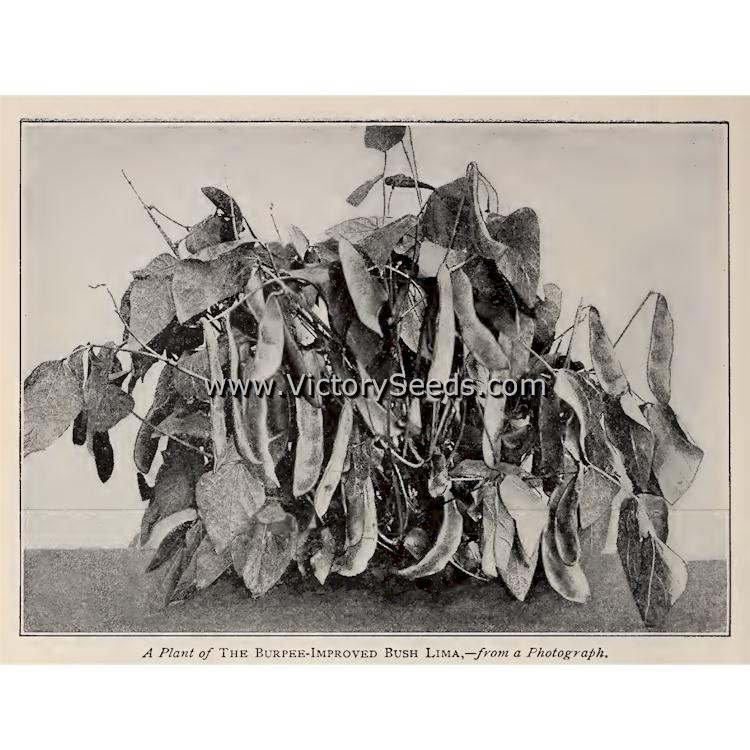 A photo of a 'Burpee's Improved' bush lima bean plant from their 1907 seed annual.