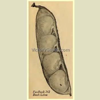 'Fordhook 242' bush Lima bean from the 1946 Maule's seed annual.