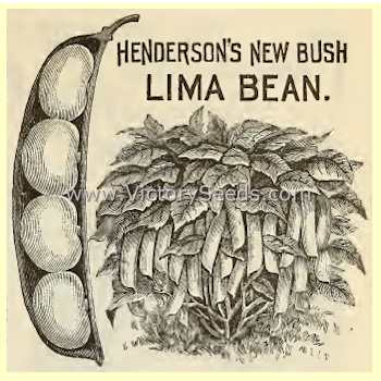 Henderson's Bush Lima from an 1892 illustration.