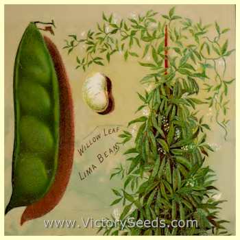Willow Leaf - Pole Lima Bean