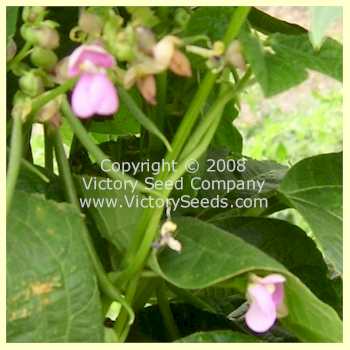 Cherokee Trail of Tears - Pole Bean Flowers