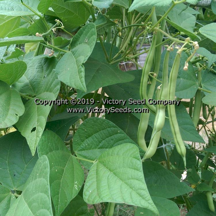 'George's Fowler' pole green beans.