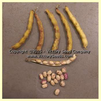 Dried 'Petaluma Gold Rush' pole beans.