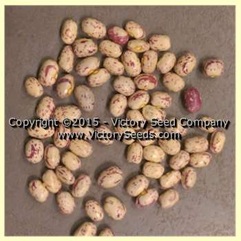 'Petaluma Gold Rush' pole bean seeds.