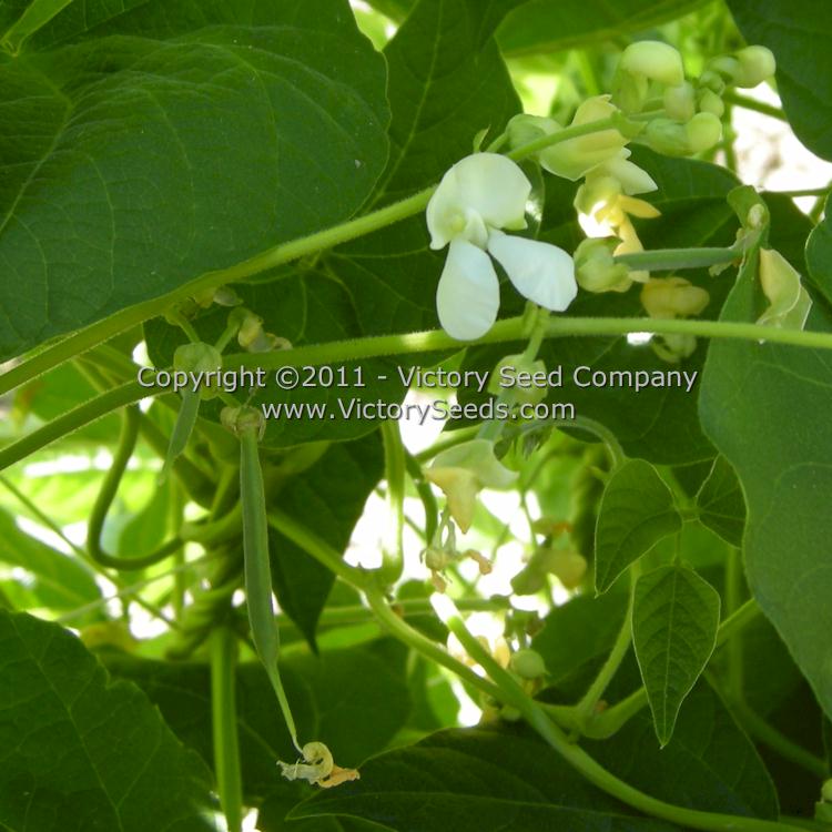'Riggin's Stick' pole bean flowers and developing pods.