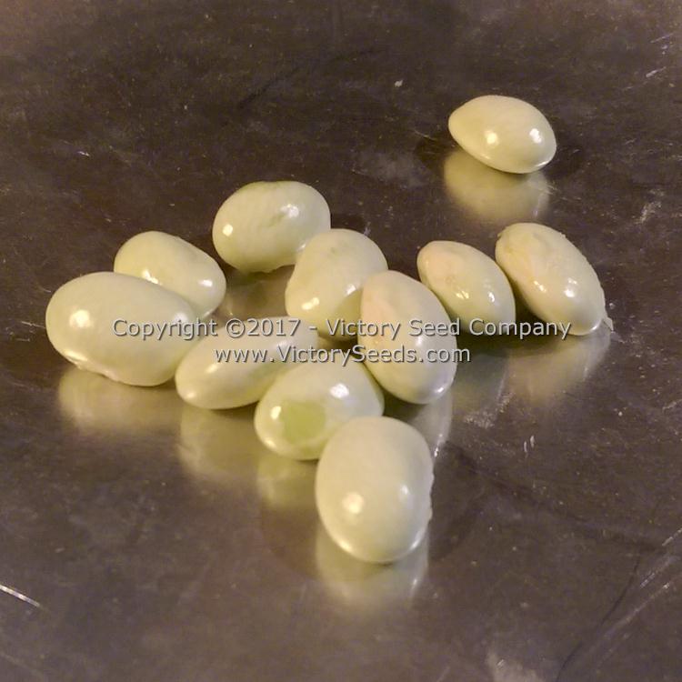 Green shelly beans can be steamed, used in soups, or cooked like fresh shelled Lima beans.