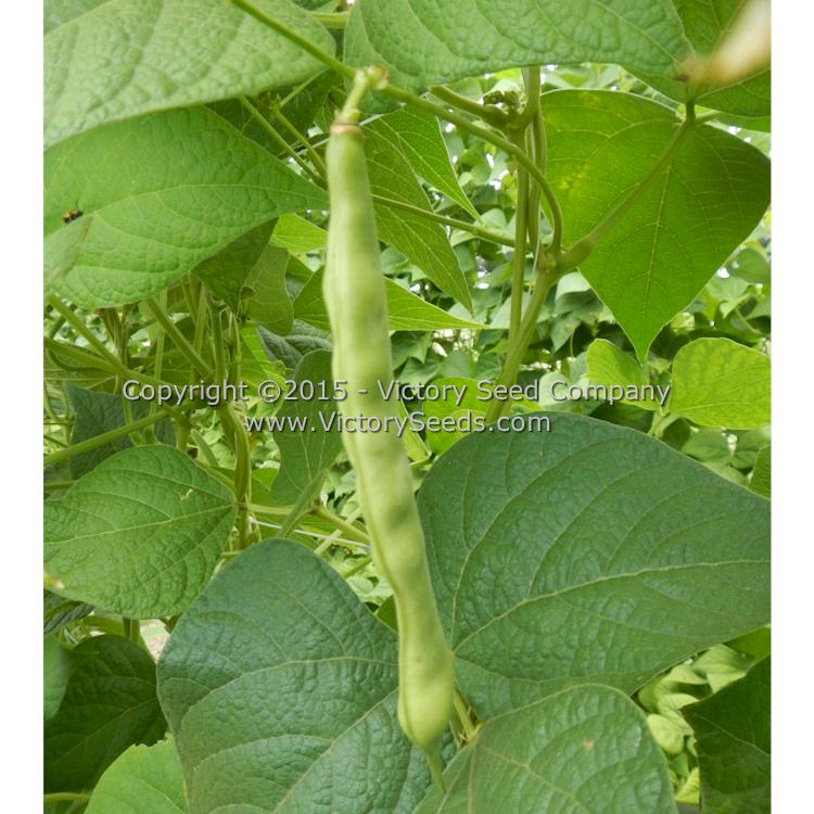 'Romano' pole-type Italian green bean at the green shelling stage.