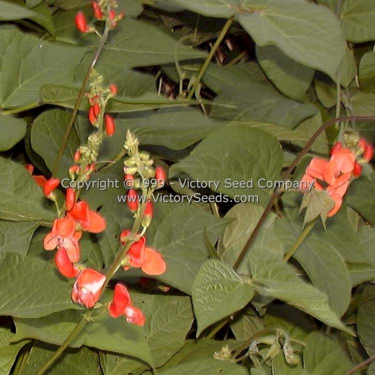 Scarlet Runner Bean Flowers