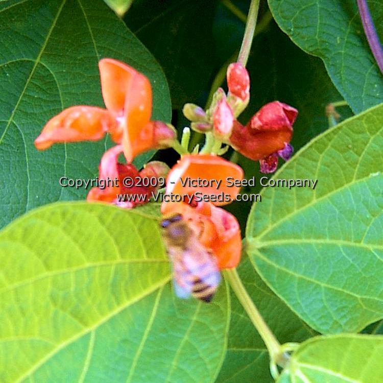 Scarlet Runner beans do attract pollinator insects. Bees love them.