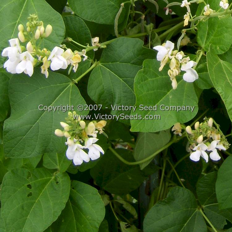 White Emergo Runner Bean Flower