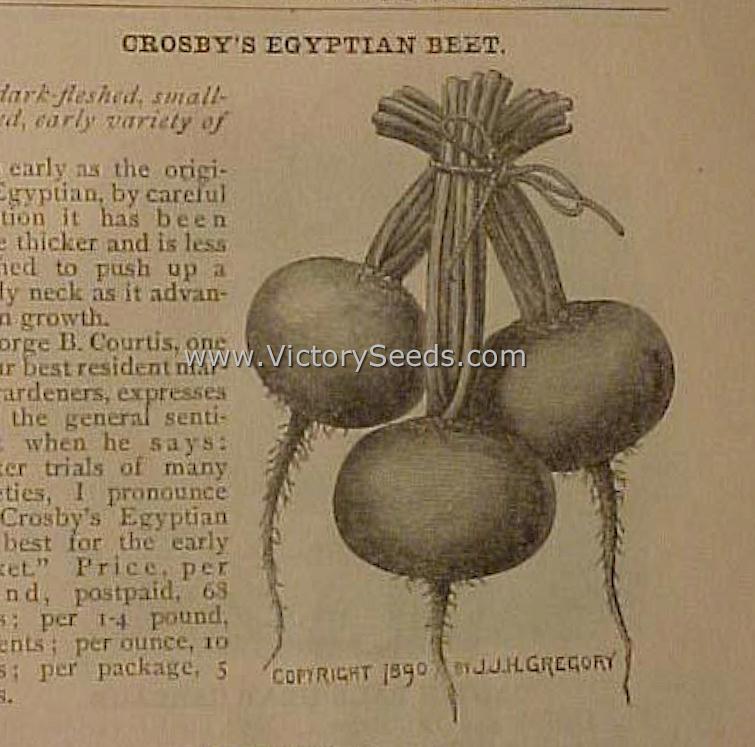 'Crosby Egyptian' beets from James J. H. Gregory's 1894 catalog.