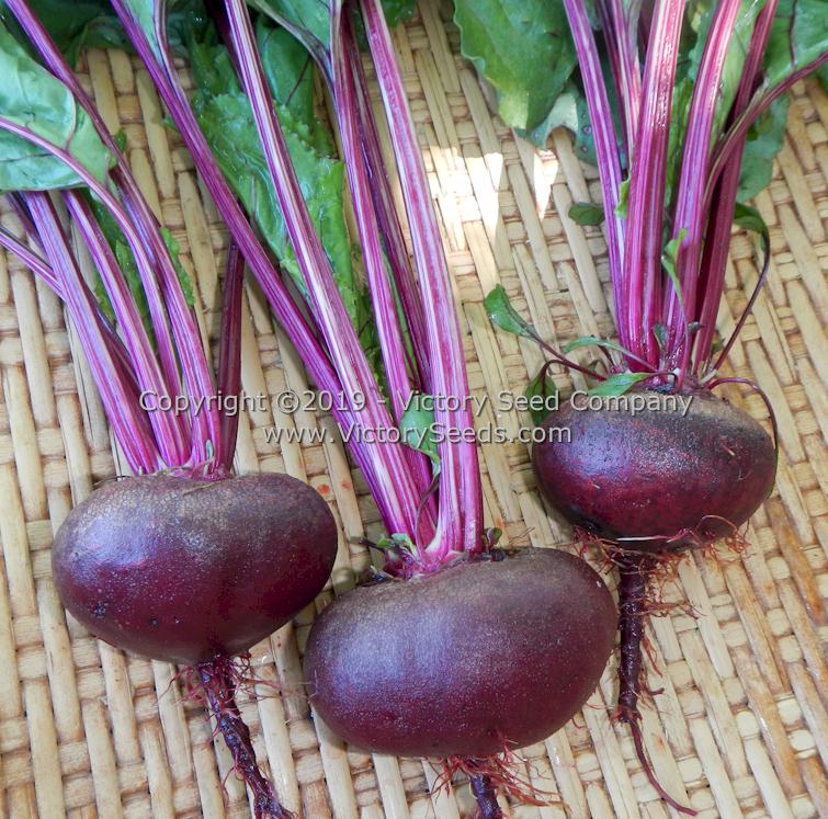 'Crosby Egyptian' beets.