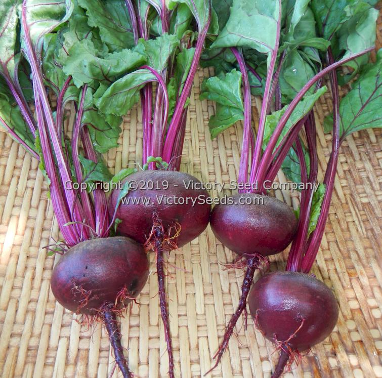 'Crosby Egyptian' beets.