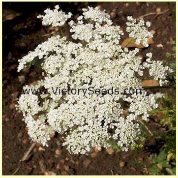 Bishop's Flower - Ammi majus