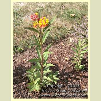 Bloodflower - Asclepias curassavica