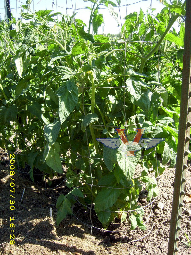 USA SELLER Sudduth’s Strain Brandywine Tomato 25 seeds HEIRLOOM Solanum  lycopersicum