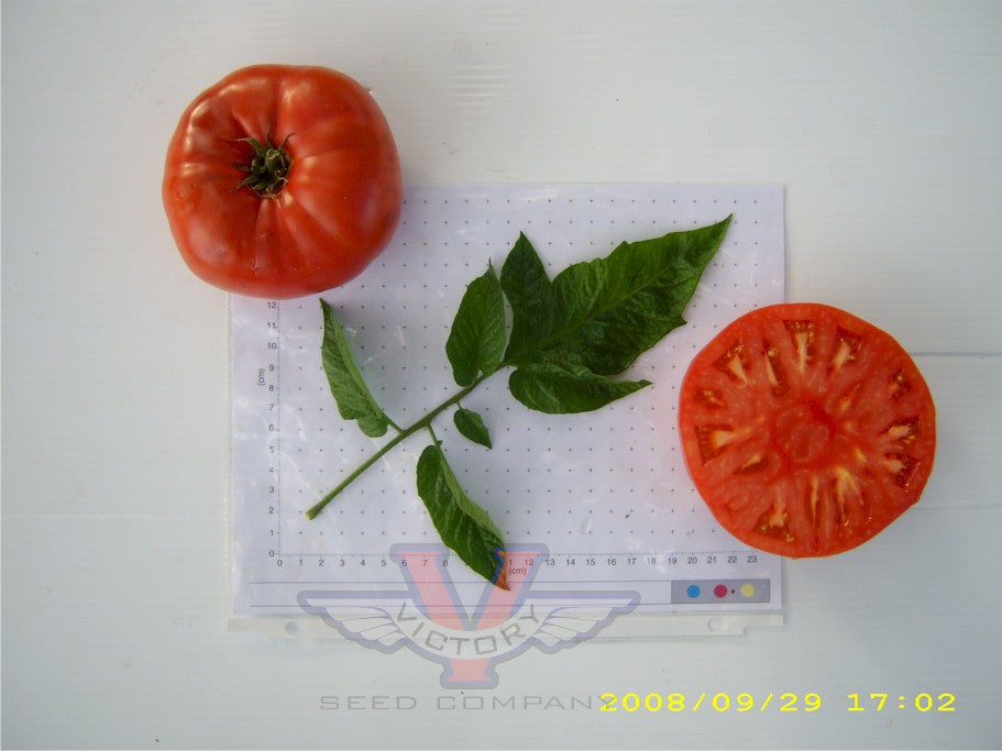  BRANDYWINE SUDDUTH'S STRAIN - Live Tomato Plant