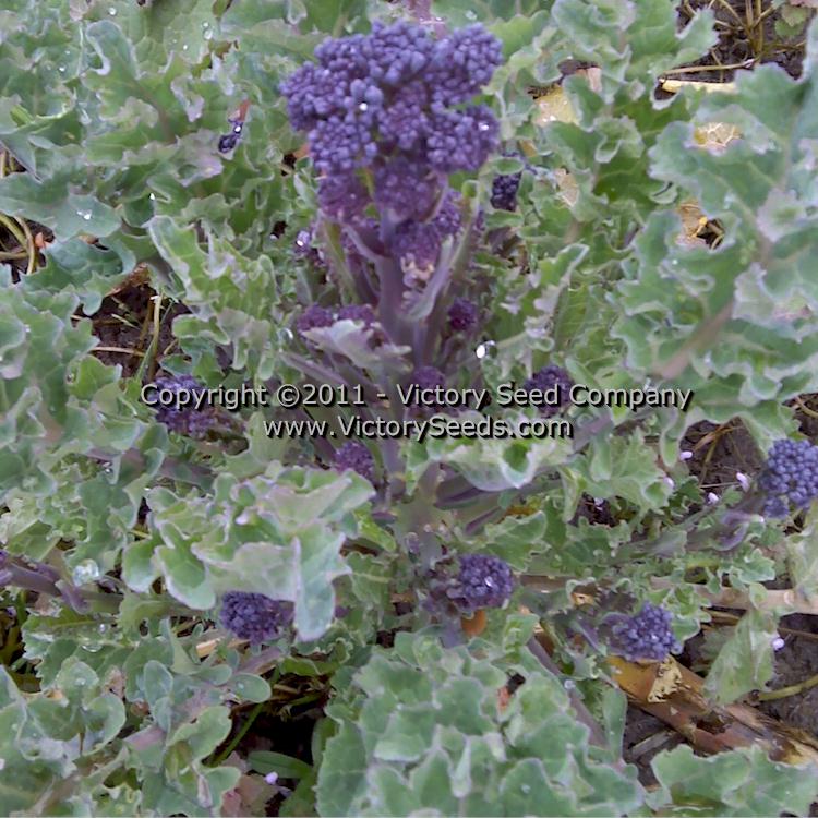'Early Purple Sprouting' broccoli.