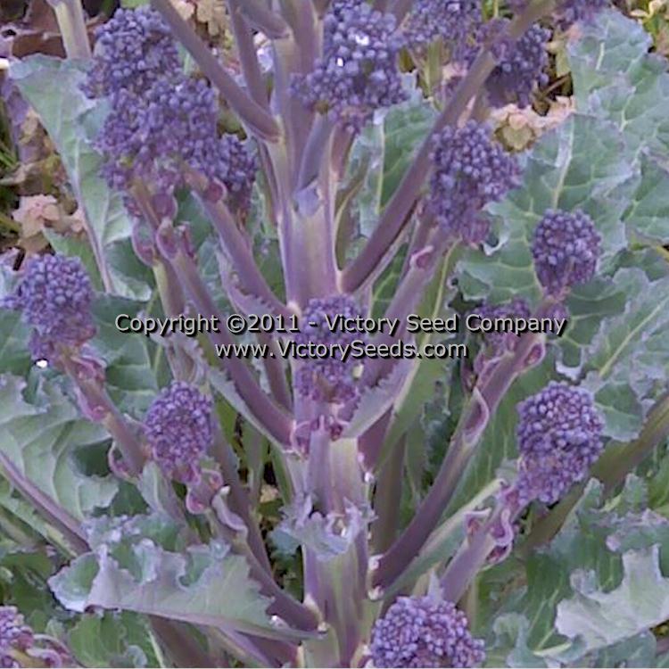 A close-up showing the loads of side shoots that 'Early Purple Sprouting' broccoli produces.