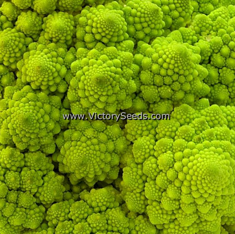 Romanesco Broccoli or Roman Cauliflower - Amazing fractal pattern.