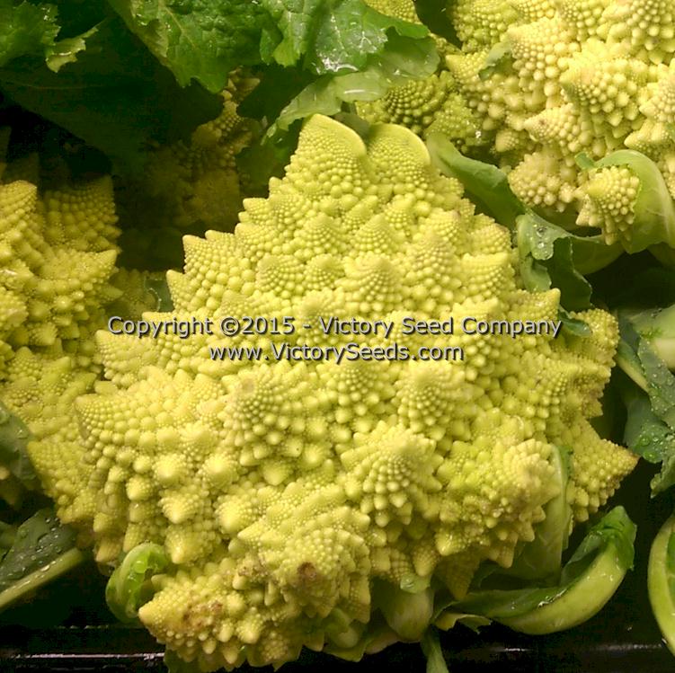 Romanesco Broccoli or Roman Cauliflower