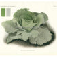'Danish Ballhead' cabbage from USDA Misc. Pub 169