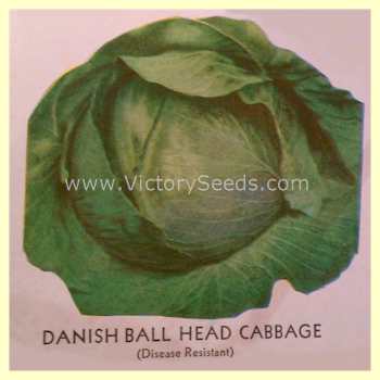 'Danish Ballhead' cabbage from a 1933 Litho