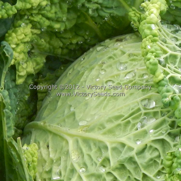 Close-up of the crumpled leaves of 'Perfection' cabbage.