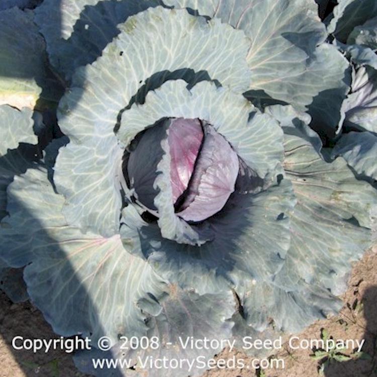 Red Acre cabbage grown in Oregon.