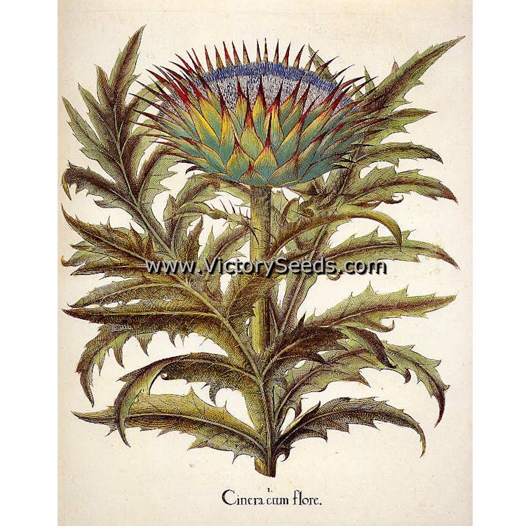 A botanical print of cardoon from 1613.