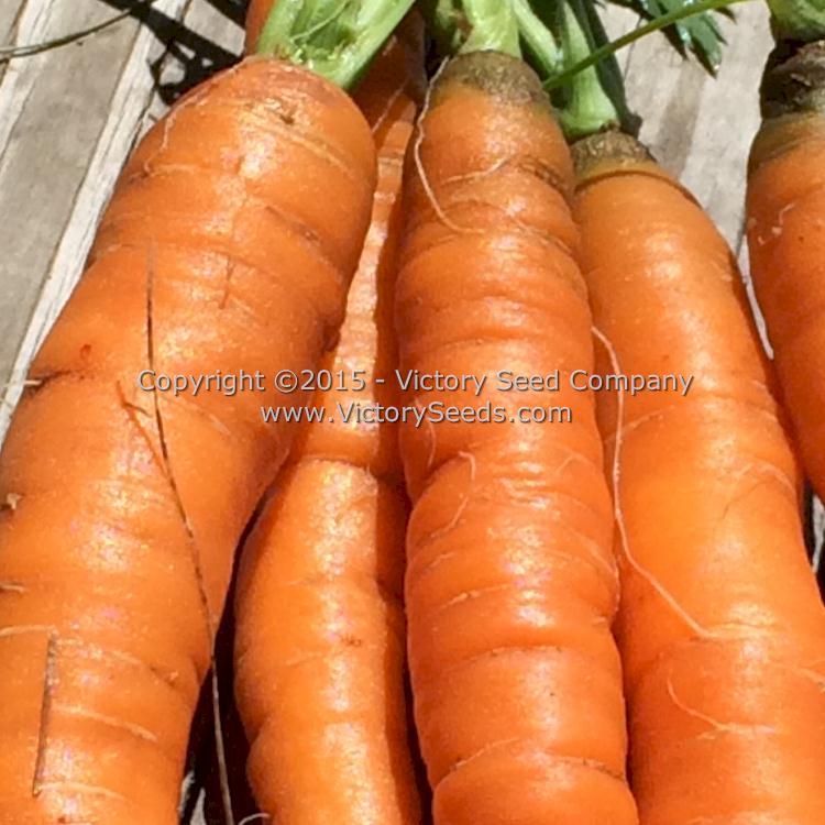 'Amsterdam' carrots.