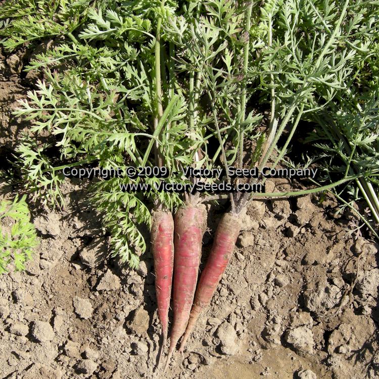 Atomic Red Carrot - A little field dirty, but illustrates how they grow in fine, deep soil.