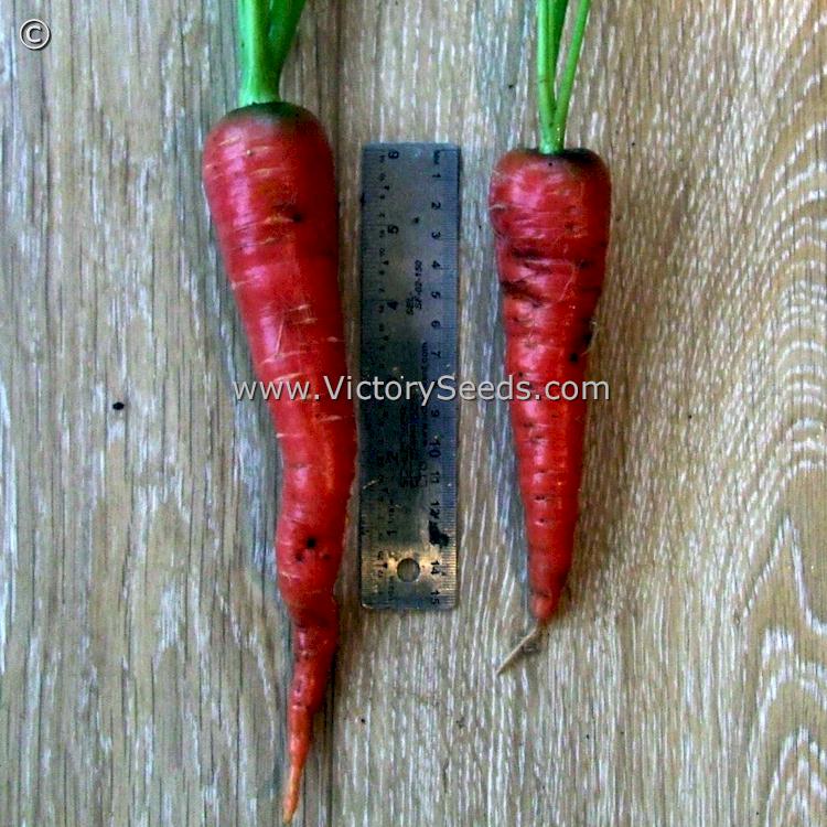 'Atomic Red' carrots - Photo submitted by Chris Whitty of Ireland.