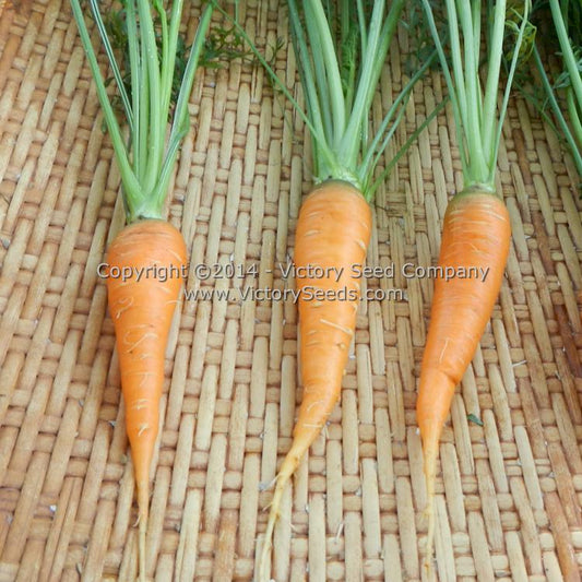 Autumn King carrots