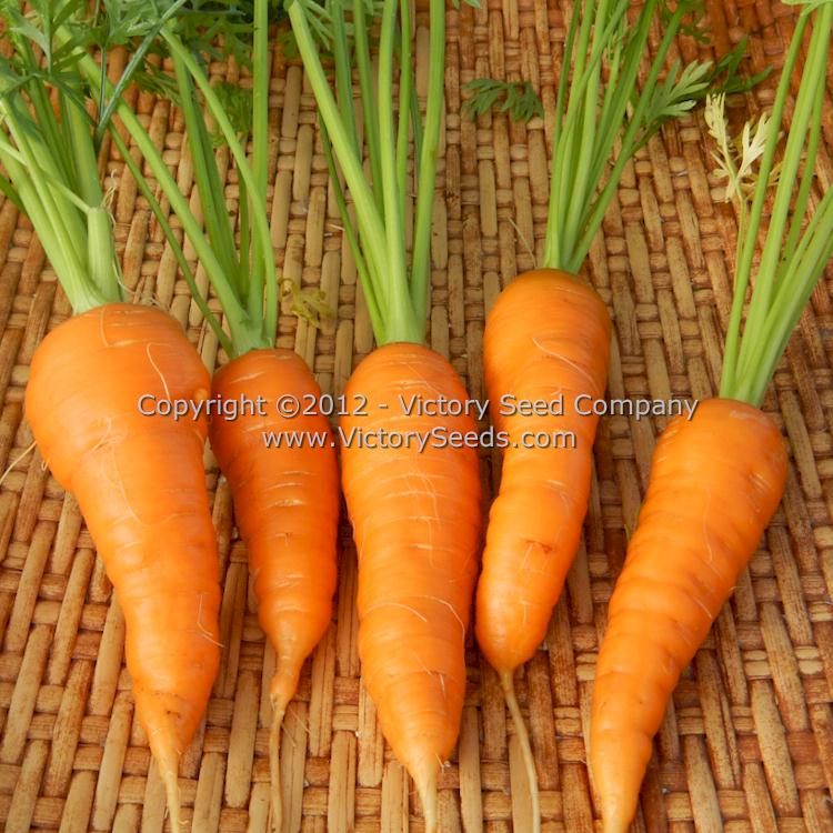 'Royal Chantenay' carrots.