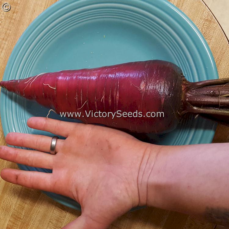 A huge 'Cosmic Purple' carrot sent in by K. Craig of Oregon.