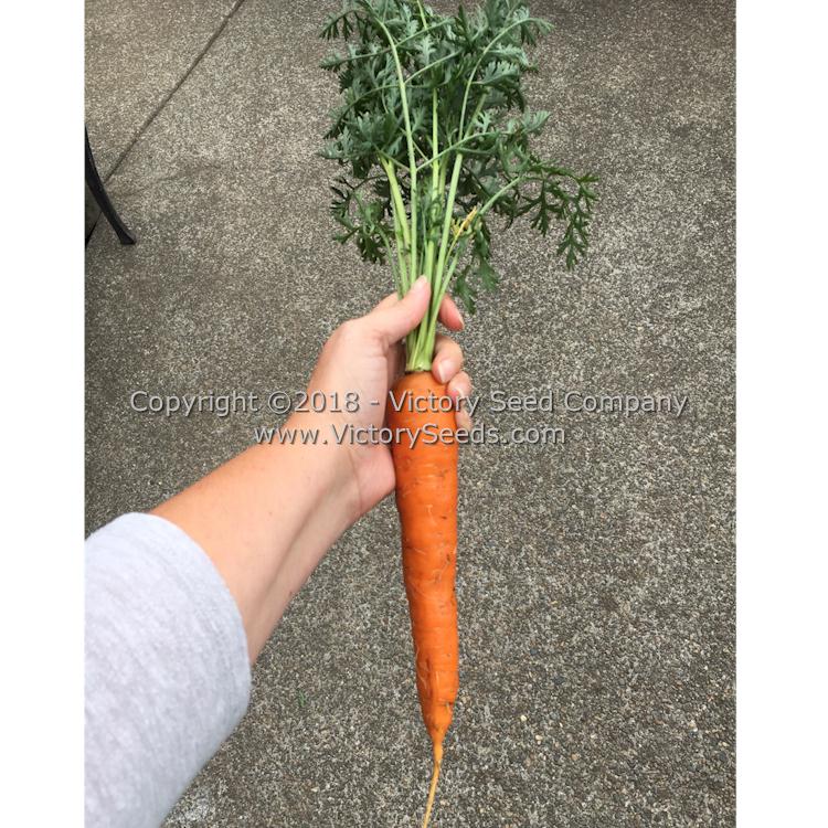 Henderson's 'Tendersweet' carrot.