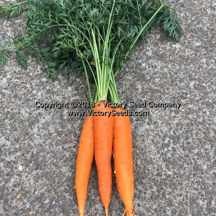 Henderson's 'Tendersweet' carrots.