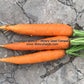Henderson's 'Tendersweet' carrots.