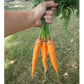 'Kuroda' carrots.